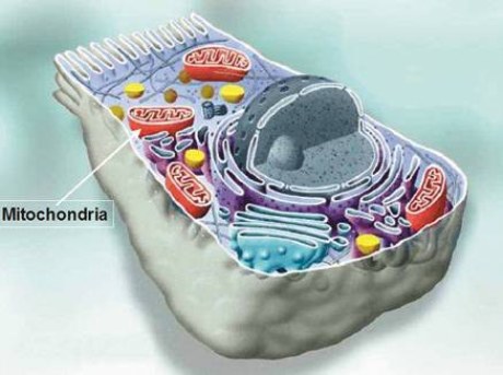 Mitochondrija