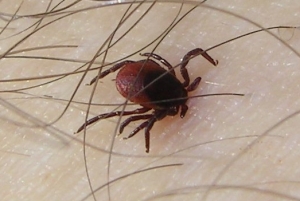 Erkė