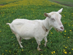 Ožka