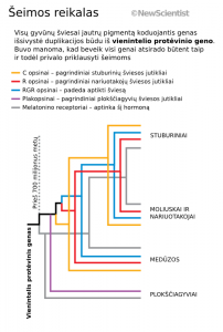 Schema