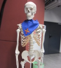 Skeletas