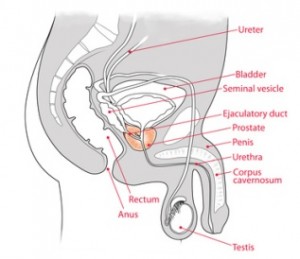 prostata