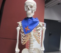 Skeletas