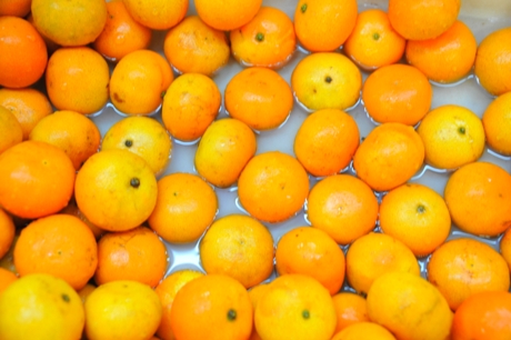 Citrusiniai