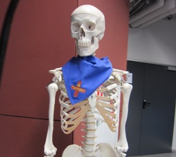 Skeletas