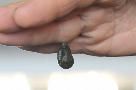 Dėlė