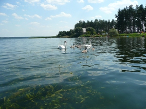 Vanduo
