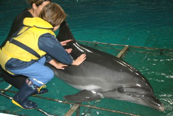 delfinai