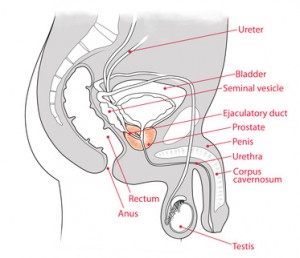 Prostata