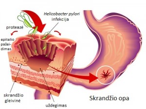 Skrandis