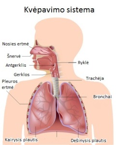 Kvėpavimo sistema