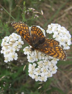 Kraujažolė