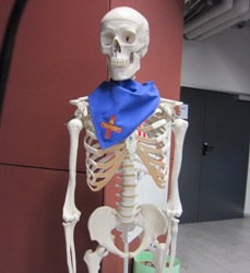 Skeletas