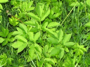 Garšva