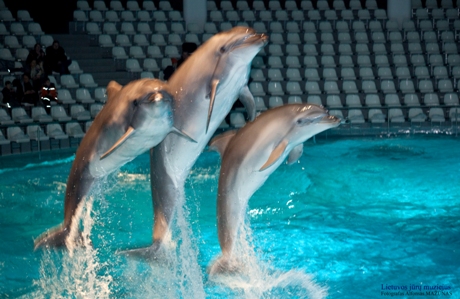 Delfinai