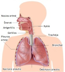 Plaučiai