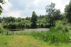 Vanduo