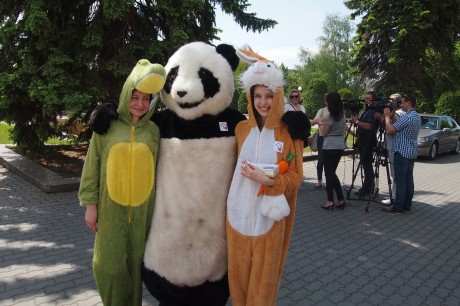 Panda