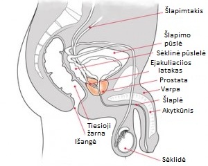 Prostata