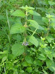 Mentha_arvensis