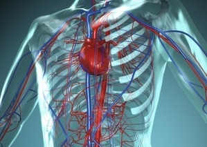 širdies ir kraujagyslių sistema