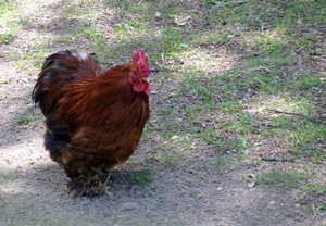 Višta