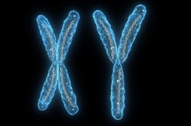 Chromosoma