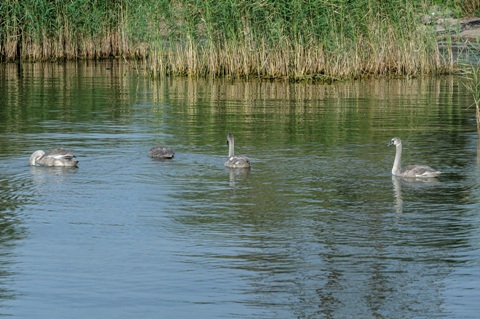 Gulbės
