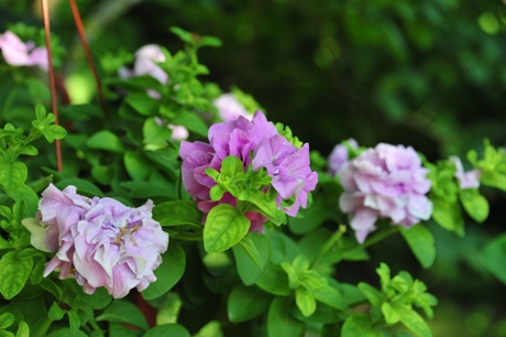 Rododendras