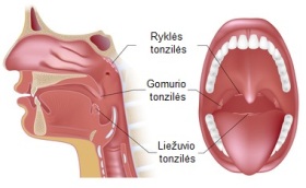 Gerklė