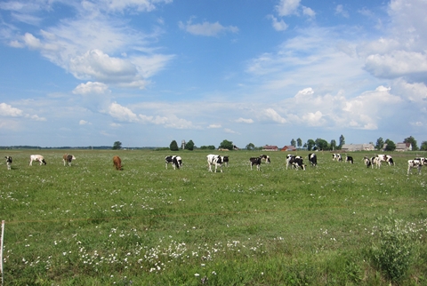 Karvės ganykloje