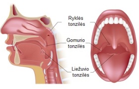 Tonzilės