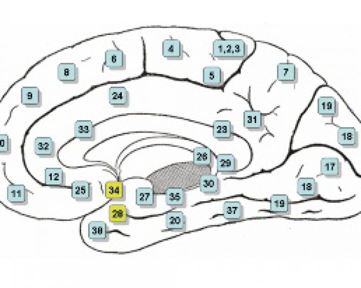 Elektrinė neurostimuliacija gali pagerinti atmintį