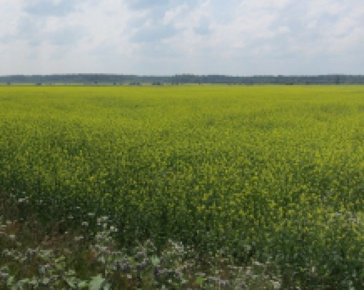 Seimo narė R. Baškienė: Lietuvoje GMO tapo kasdieninio maisto dalimi