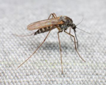 Graikijoje užfiksuoti pirmieji šiemet Vakarų Nilo karštligės atvejai