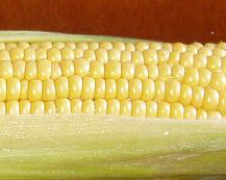 GMO prakeiksmas? Prancūzai tvirtina atskleidę pragaištingą GMO poveikį sveikatai