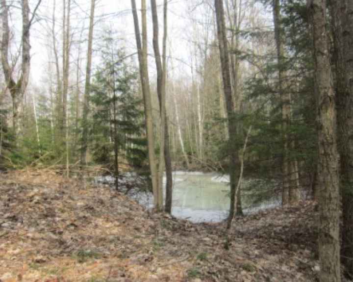 Žalieji pasisako prieš miškų naikinimą gražiausiuose šalies miestuose