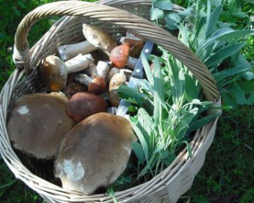 Černobylio atgarsiai: mažiausiai pusė importuojamų grybų ir uogų - su taršos likučiais