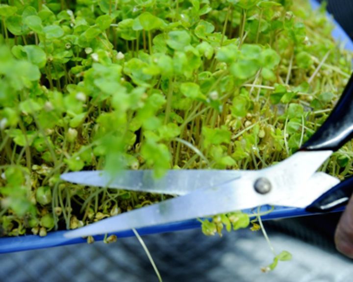Želmenų sultys: sveika daugeliui, bet tik ne sergantiesiems vėžiu
