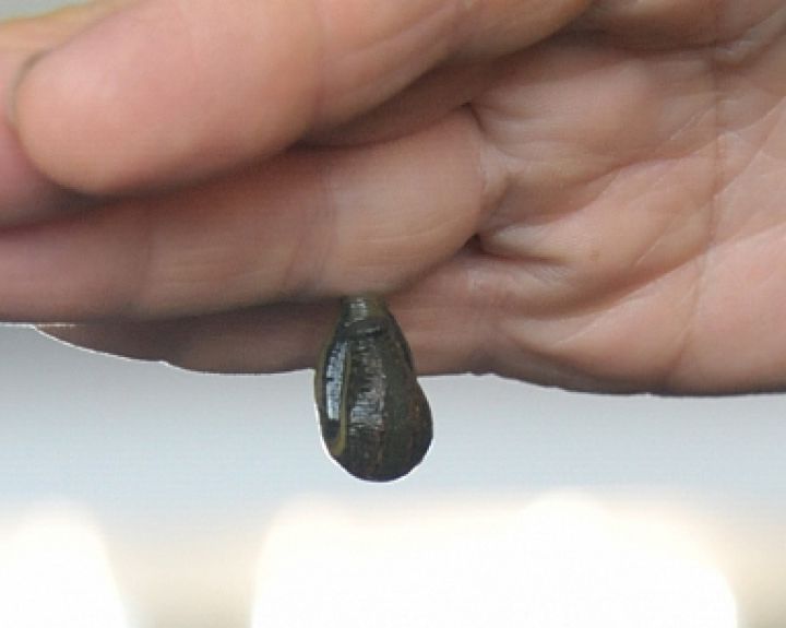 Dėlių augintoja: nusiėmus įsisiurbusią dėlę, kraujavimo stabdyti nereikia 