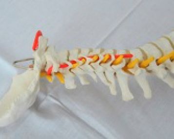 Tirpsta rankos, pažeistas stuburas