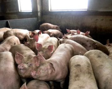 Afrikinis kiaulių maras grėsmės žmonių sveikatai ir gyvybei nekelia