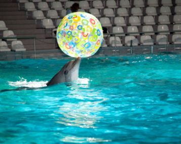 Delfinai: jie mums padeda, o mes juos skriaudžiame?