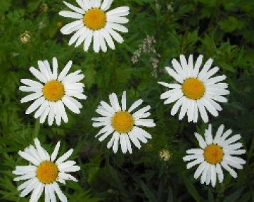 Nėštumo metu – bespalvės išskyros