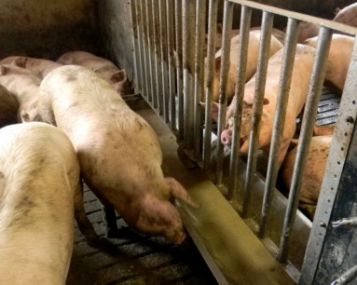 Virusologas: viskas dėl kelių esminių klaidų 