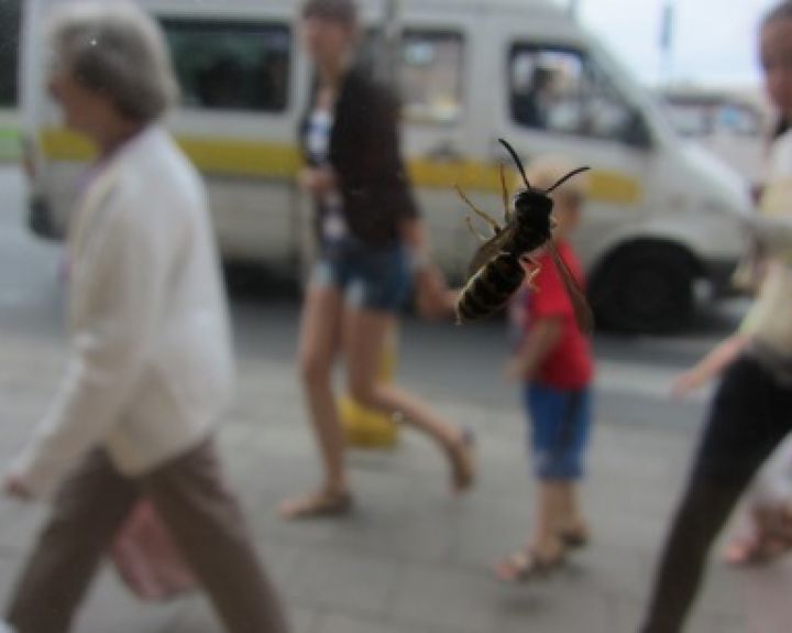Baisiausi vasaros įkandimai: ką pastebėjus būtina sunerimti 