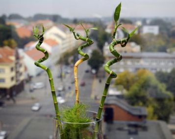 Sveikas butas, sveikas namas, sveikas miestas
