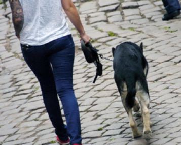 Lietuva vienintelė iš Baltijos šalių neturi šunų vedlių akliesiems 