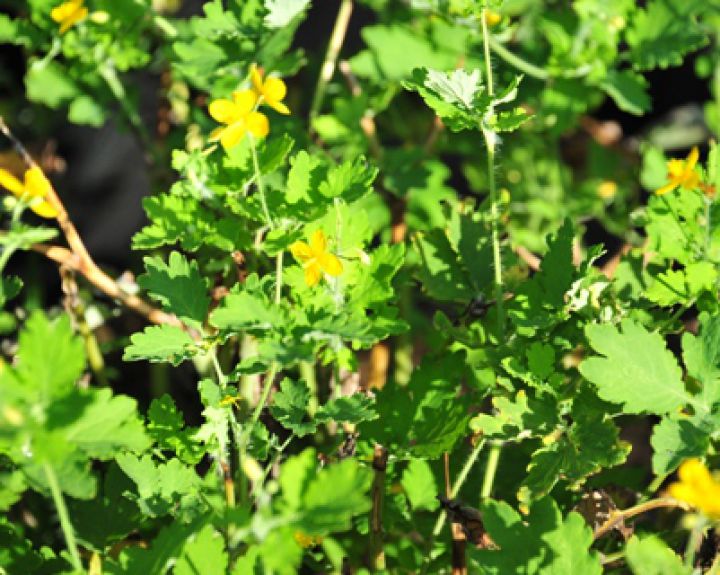 Ugniažolė – ginklas prieš vėžį, augantis patvoryje