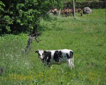 Pienas - stiprina ar silpnina kaulus? 